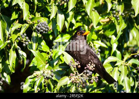 Nahaufnahme eines gemeinen Eurasischen Schwarzvogel (Turdus merula), der Beeren füttert, Vereinigtes Königreich. Stockfoto
