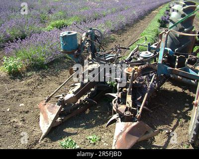 Nahaufnahme des alten französischen Sensenmanns und der Bindemaschine, die auf der Somerset Lavender Farm in Faulkland zum Ernten von Lavendel an einem Traktor verwendet wurde. Stockfoto