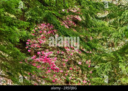 Attadale Gardens Wester Ross Schottland die Gärten Tannen und rosa Rhododendron Blumen Stockfoto