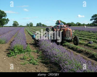 Lavendelblumen werden auf der Somerset Lavender Farm in Faulkland geerntet. Zerlegen und binden Sie sie in Bündel, bevor sie zur Verarbeitung zur Herstellung von o verwendet werden Stockfoto