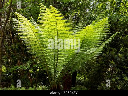 Attadale Gardens Wester Ross Scotland Tree Fern und Fronds im Sonnenlicht Stockfoto