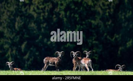 Eine Herde wilder Mufflons ( Ovis Gmelini ) auf einer Wiese, die sich in die Kamera einklinkt, dunkler Hintergrund, Kopierraum, Negativraum Stockfoto