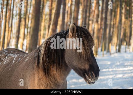 Im sonnigen Wintertag wird ein wildes Konik-Pferd im Wald in einem Porträt gezeigt Stockfoto