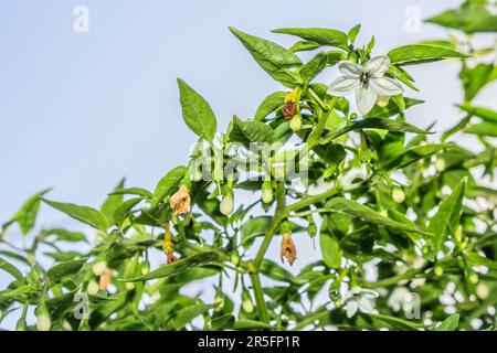 Blühende Chilipfefferpflanze (Capsicum), Kapstadt, Afrika Stockfoto