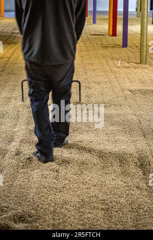 Springbank Destillery Floor Maltings, Campbeltown, Schottland, Vereinigtes Königreich Stockfoto