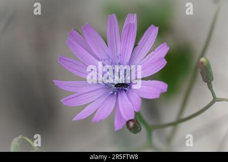 Natürliche Nahaufnahme auf der hellblauen Blume des Bergsalats, Lactuca perennis in The Gard, Frankreich Stockfoto