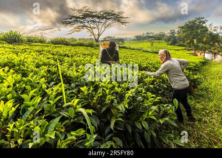 Satemwa Tee- und Kaffeeplantage in der Nähe von Thyolo, Malawi Stockfoto