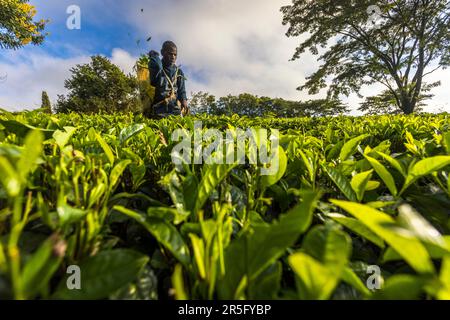 Satemwa Tee- und Kaffeeplantage in der Nähe von Thyolo, Malawi Stockfoto