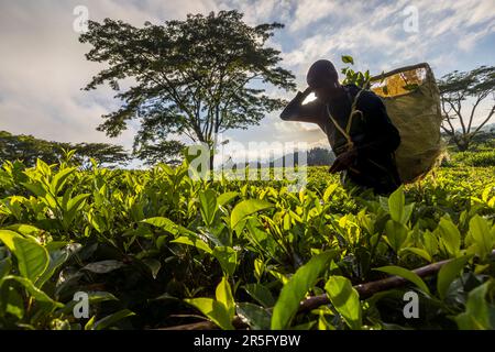 Teepflücker mit Koffer im Teefeld. Auf dem Satemwa Estate werden Sinensis- und Assamica-Sorten sowie Hybridpflanzen angebaut, die um 1890 in Malawi gezüchtet wurden. Satemwa Tee- und Kaffeeplantage in der Nähe von Thyolo, Malawi Stockfoto