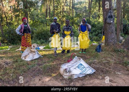 Gruppe von Teepflückern, sogenannte Gang, an einer Sammelstelle für frisch geerntete Teeblätter. Satemwa Estate, Thyolo. Männer und Frauen erhalten bei Satemwa den gleichen Lohn. Satemwa Tee- und Kaffeeplantage in der Nähe von Thyolo, Malawi Stockfoto