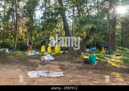 Gruppe von Teepflückern, sogenannte Gang, an einer Sammelstelle für frisch geerntete Teeblätter. Satemwa Estate, Thyolo. Männer und Frauen erhalten bei Satemwa den gleichen Lohn. Satemwa Tee- und Kaffeeplantage in der Nähe von Thyolo, Malawi Stockfoto