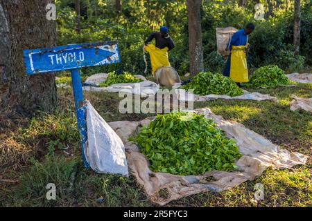 Satemwa Tee- und Kaffeeplantage in der Nähe von Thyolo, Malawi Stockfoto