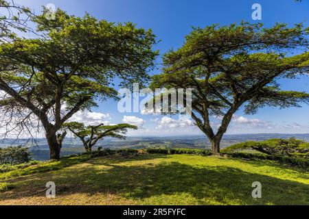 Satemwa Tee- und Kaffeeplantage in der Nähe von Thyolo, Malawi Stockfoto