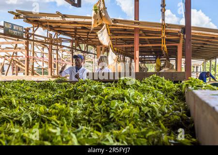 Die Beutel mit frisch geernteten Teeblättern werden über ein Förderseil geliefert und zum Trocknen verteilt. Produktionsleiter Chisomo Custom erläutert die ersten Schritte der Herstellung von Schwarztee. Satemwa Tee- und Kaffeeplantage in der Nähe von Thyolo, Malawi Stockfoto