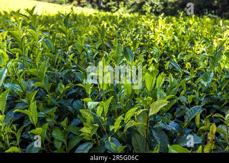 Hellgrüne Blätter, bereit für die Ernte, bedecken ein Teefeld auf der Satemwa-Plantage in der Nähe von Thyolo, Malawi. Dort werden die Büsche ungefähr alle sieben bis zehn Tage geerntet. Stockfoto