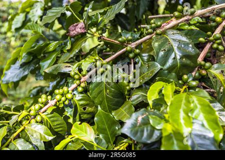 Satemwa Tee- und Kaffeeplantage in der Nähe von Thyolo, Malawi Stockfoto