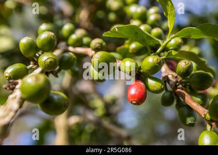 Satemwa Tee- und Kaffeeplantage in der Nähe von Thyolo, Malawi Stockfoto