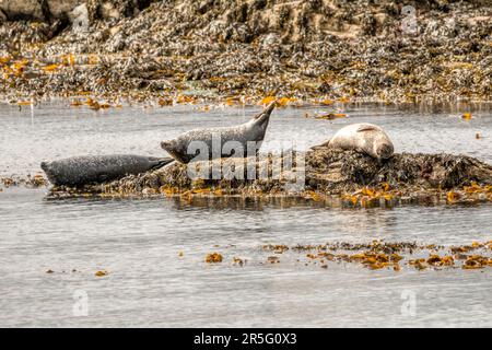 Seehunde oder gewöhnliche Seehunde, Phoca vitulina, die auf Felsen in Burra Voe, Yell, Shetland gezogen werden. Stockfoto