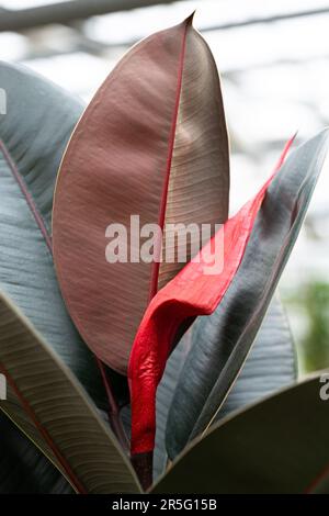 Ein neues Blatt wächst auf einem Gummibaum, der zum Schutz in eine rote Stipule gehüllt ist. Stockfoto