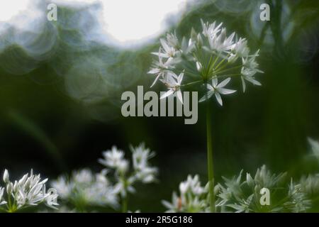 Die Blume des Lauch des Bären leuchtet im Hintergrund vor einem unscharfen Hintergrund. Stockfoto