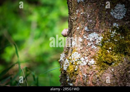 Schnecke auf einem Baum im Frühling Stockfoto