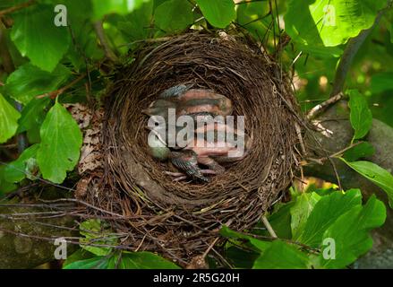 Blackbird, Common Blackbird, Eurasian Blackbird, Turdus merula, zwei Altricial Chicks und ein Ei im Nest, Queen's Park, London, Vereinigtes Königreich Stockfoto