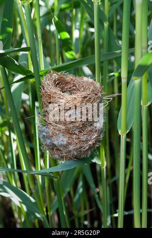 Reed Warbler, Acrocephalus scirpaceus, Nest Built in Schilf, Brent Reservoir, London, Großbritannien Stockfoto