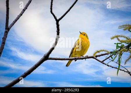 Gelbstürmer (Setophaga petechia) in einem Baum Stockfoto