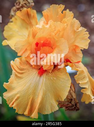 Die Große Bärtige Iris Ist Ausgefallen Stockfoto