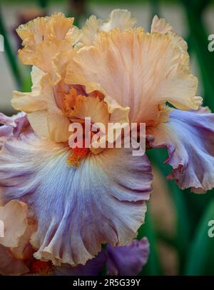 Lavendel und pfirsichbärtige Iris Stockfoto