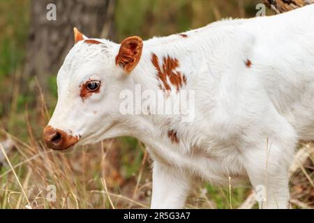 Longhornkalb im Wichita-Gebirge Stockfoto