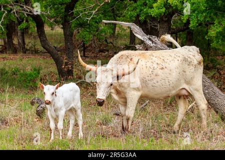 Longhornkuh und Kalb im Wichita-Gebirge NWR Stockfoto