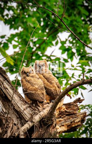 Großhornkeule (Bubo virginianus) Küken im Nest Stockfoto