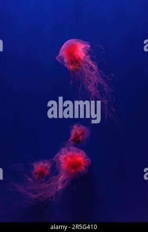 Zwei fluoreszierende Quallen schwimmen unter Wasser Aquarium Pool mit rotem Neonlicht. Die Mähnen-Qualle des Löwen, Cyanea capillata, auch bekannt als Riesengelee Stockfoto