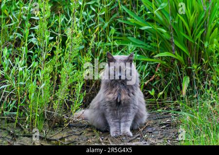 Wütende wilde graue Katze Stockfoto