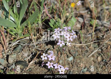 Variable Linanthus, Leptosiphon Parviflorus, zeigt Frühlingsblüten in den San Rafael Mountains, ein einheimisches jährliches Kraut mit Zymose-Kopfblüten. Stockfoto