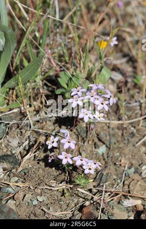 Variable Linanthus, Leptosiphon Parviflorus, zeigt Frühlingsblüten in den San Rafael Mountains, ein einheimisches jährliches Kraut mit Zymose-Kopfblüten. Stockfoto