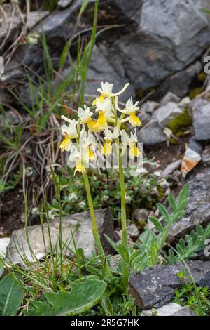 Im Mai wuchs im Apenningebirge in Mitteleuropa in Europa eine Orchidee (Orchis pauciflora) mit wenigen Blüten Stockfoto
