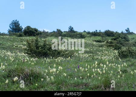 Berghang bedeckt mit wilden Orchideen (hauptsächlich Orchis pauciflora) und anderen Wildblumen in den Apenninen, Mittelitalien, Europa, im Mai Stockfoto