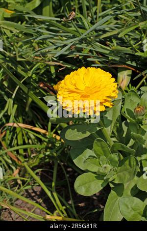 Calendula officinalis, Gelbe Gelbschwanzflunder. Stockfoto