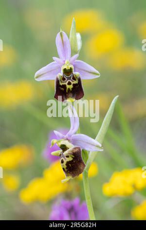 Spinnenorchidee (Ophrys fuciflora), die im Mai im Sibillini-Nationalpark, Umbrien, Italien, Großbritannien blüht Stockfoto