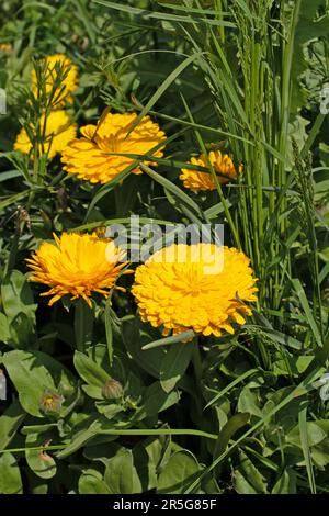 Calendula officinalis, Gelbe Gelbschwanzflunder. Stockfoto