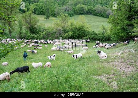 Rumänischer Schäferhund hält Schafherden im ländlichen Umbrien, Mittelitalien, Europa, mit Schäferhunden im Nachhinein Stockfoto