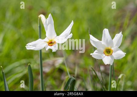 Narcissis poeticus, Narzissen des Dichters, narzisse des Dichters, nargis, Fasanenauge, In freier Wildbahn im Sibillini-Nationalpark, Umbrien, Italien Stockfoto