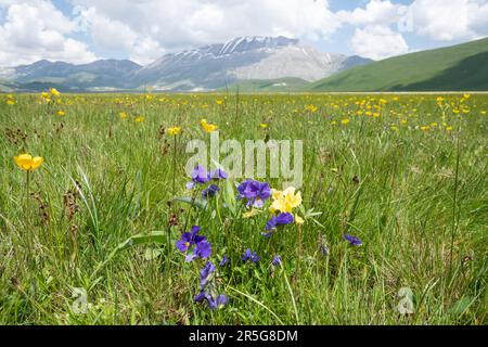 Eugenias schwule Viola eugeniae im Mai auf dem Piano Grande Plateau im Sibillini Nationalpark, umgeben von den Sibilline-Bergen, Umbrien, Italien Stockfoto