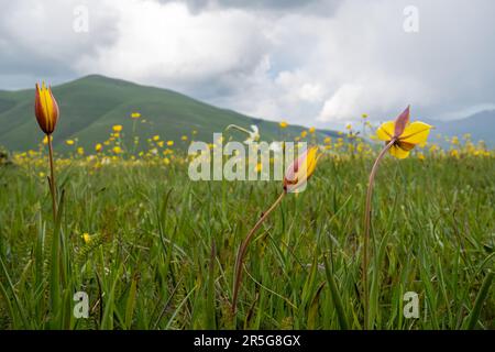 Wilde Tulpen und Butterblumen, die im Mai auf dem Plateau von Piano Grande (Great Plain) wachsen, umgeben von den Sibilline-Bergen in Italien, Europa Stockfoto