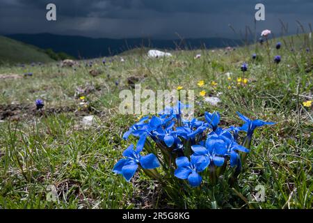 Frühlingsgenzen (Gentiana verna), blaue Wildblumen, die im Mai in den Apenninen im Sibillini-Nationalpark, Zentralitalien, Europa wachsen Stockfoto