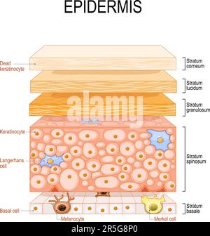 Epidermisstruktur. Hautanatomie. Zellen und Schichten einer menschlichen Haut. Querschnitt der Epidermis. Hautpflege. vektordarstellung. Stock Vektor