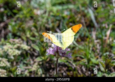 Provence-Schmetterling mit orangefarbener Spitze (Anthocharis euphenoides), ein Mann mit zitronengelber Farbe und orangefarbenen Flügelspitzen in Mittelitalien, Europa Stockfoto