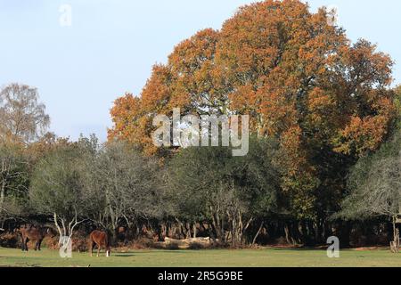 Zwei Chestnut New Forest Ponys grasen auf dem Gras vor einigen Bäumen in Herbstfarben Stockfoto